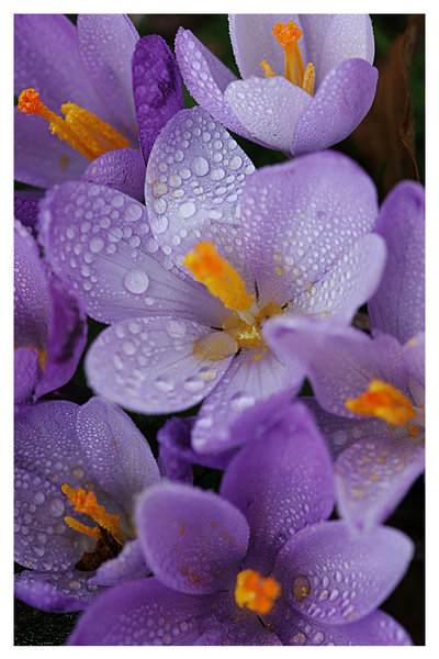 MWV LOYLOYDIA GIA BLOG