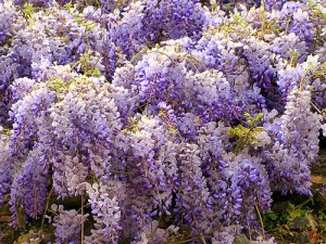 ROMA CLISINIA BLOG ROMA