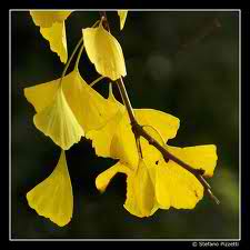 H OMORFIA  THS  FYSHS