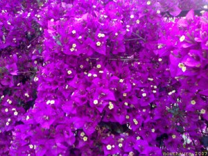 BOG BOYKAMBILIES GIA BLOG SOS